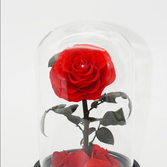 Beauty and the Beast Rose, Preserved Rose in Dome - Picture 3 of 8